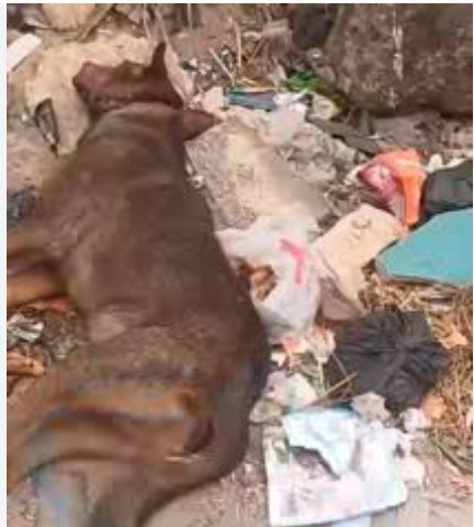 قصة اغتصاب كلبة السويس كانت هتوسع النشاط .. كيف تحولت الرحمة إلى تجارة مربحة؟